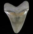 Serrated, Megalodon Tooth - Colorful Blade #64541-2